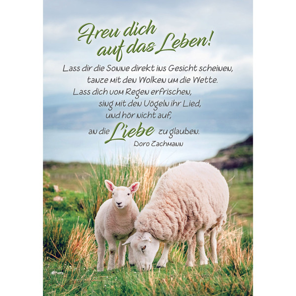 Schafe Wiese
